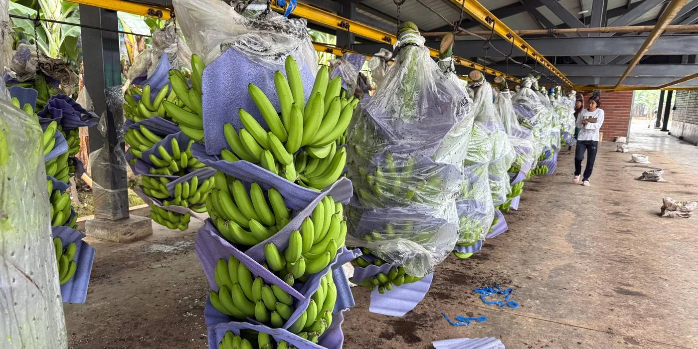 Cultivo de banano de Agrícola Jaramillo