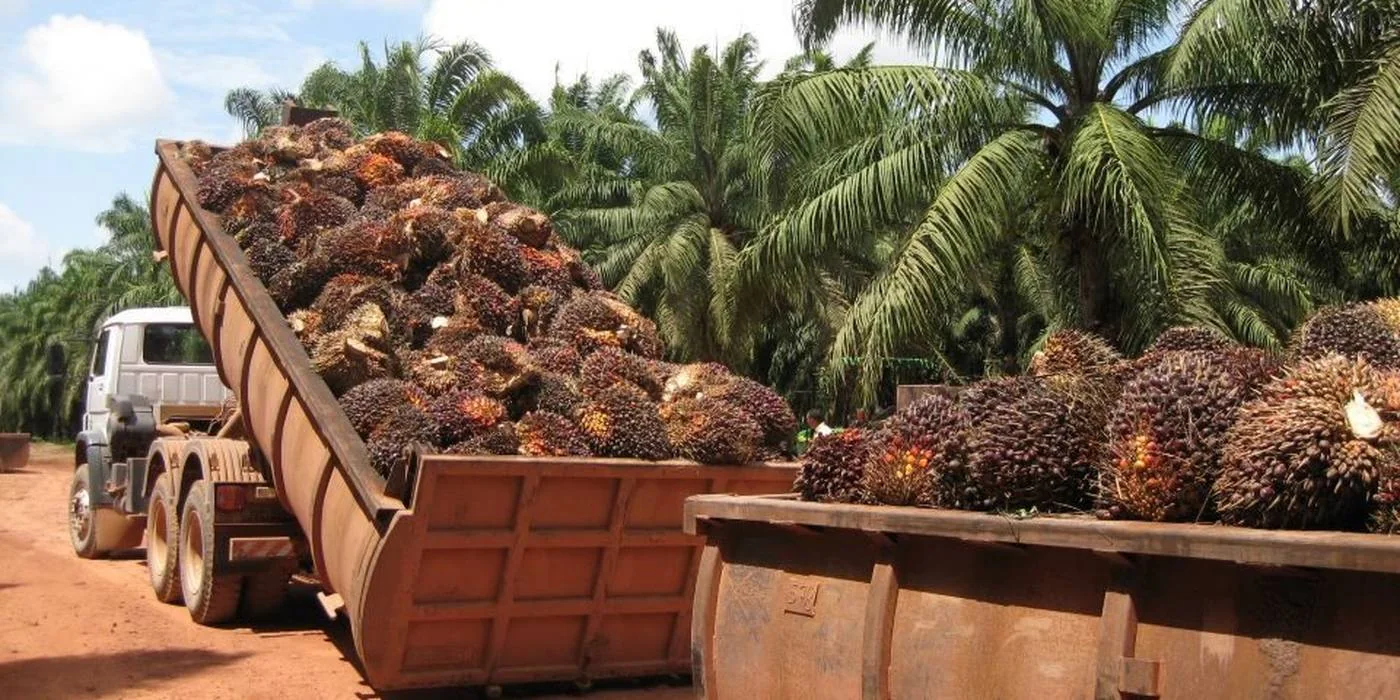 Cultivo de palma africana de Agrícola Jaramillo